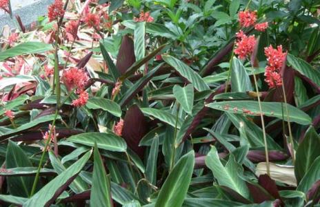 紫背竹芋常见的病虫害有哪些 紫背竹芋的这些防治方法你知道吗