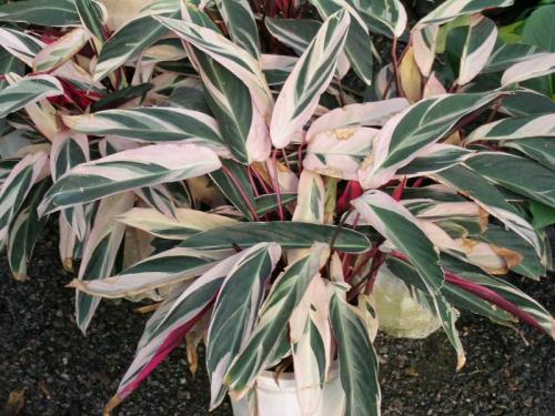 �ϱ�����Ҷ�ӷ��Ƶ�ԭ����ʲô �ϱ�����Ҷ�ӷ�����ô�����ͺ�