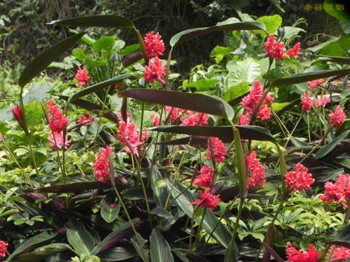 �ϱ�����Ҷ�ӷ��Ƶ�ԭ����ʲô �ϱ�����Ҷ�ӷ�����ô�����ͺ�