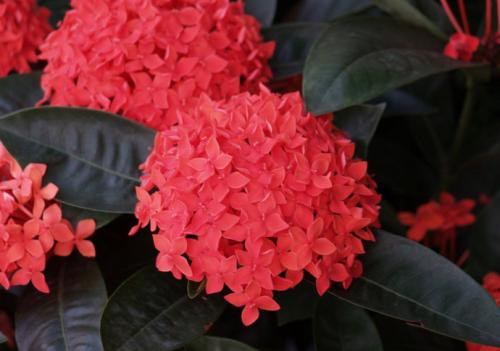 仙丹花冬天怎么养比较好 这样让仙丹花安全过冬吧