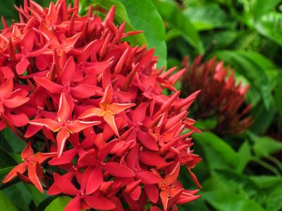 仙丹花冬天怎么养比较好 这样让仙丹花安全过冬吧