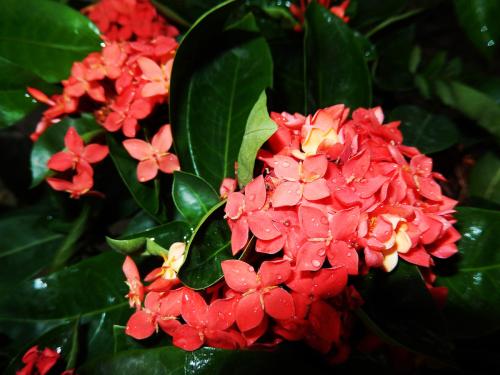 仙丹花什么时候开花 仙丹花开花的时候长这样子的哦