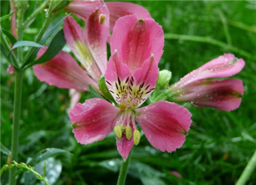 ��������ô�����ÿ� �������������������Ư����������