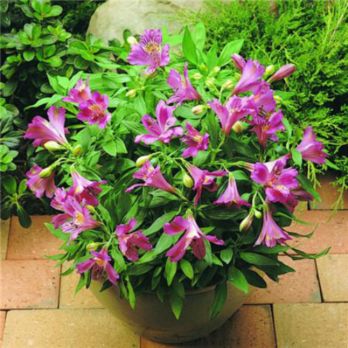 ��������ô�����ÿ� �������������������Ư����������