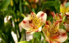 ��������ô��ֳ �������ķ�ֳ��ʽ�������⼸��Ŷ