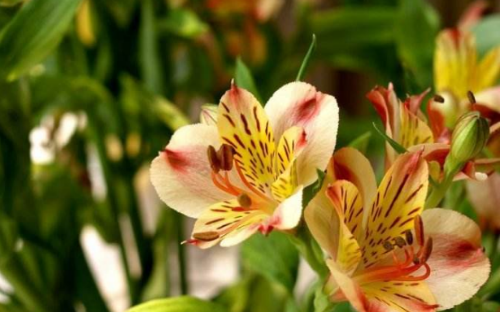 六出花怎么繁殖 六出花的繁殖方式有下面这几种哦