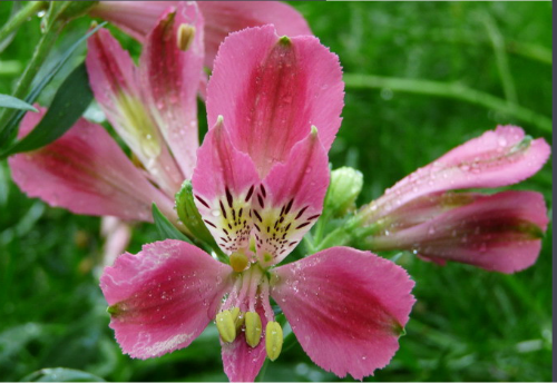 六出花怎么繁殖 六出花的繁殖方式有下面这几种哦