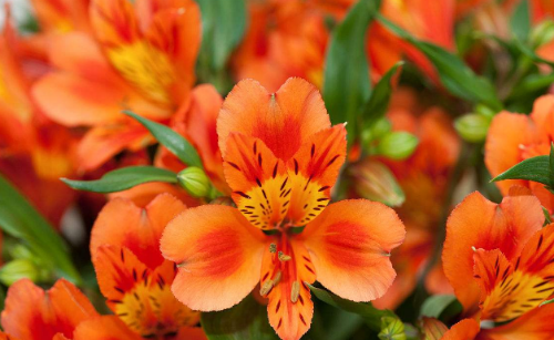 六出花怎么繁殖 六出花的繁殖方式有下面这几种哦