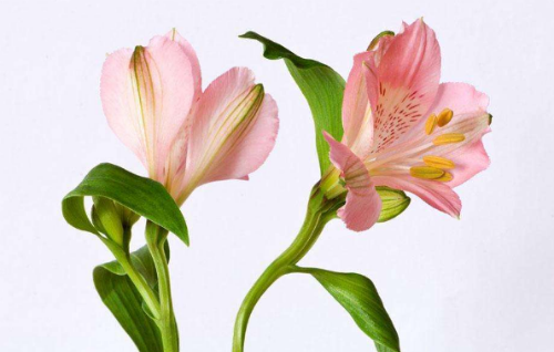 六出花怎么繁殖 六出花的繁殖方式有下面这几种哦