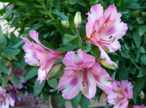 六出花怎么繁殖 六出花的繁殖方式有下面这几种哦