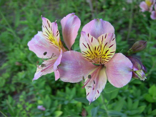 ������ʲôʱ�򿪻� �������Ļ�������������������Ŷ