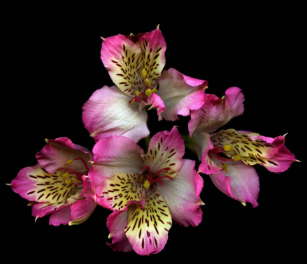 �������Ļ�����ʲô û�뵽���������󻹴��������Ԣ��