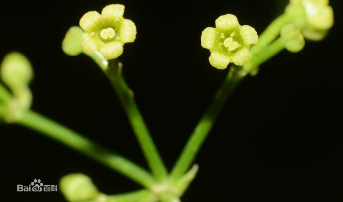 ����ݵĹ�Ч����������Щ ����ݵĺô����治��