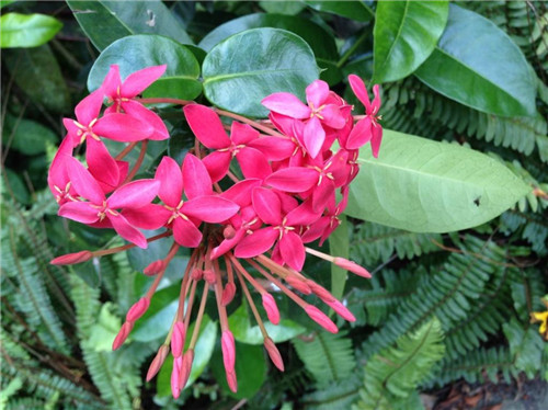 ����ݵĹ�Ч����������Щ ����ݵĺô����治��