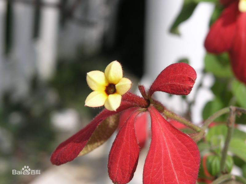 ����ݵĹ�Ч����������Щ ����ݵĺô����治��