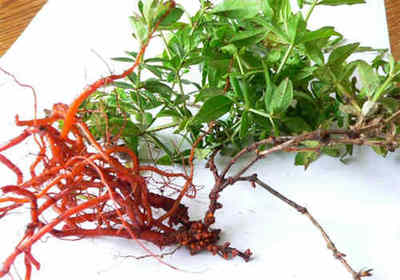 ����ݵĹ�Ч����������Щ ����ݵĺô����治��