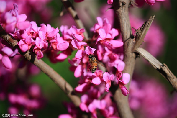紫荆叶子变黄怎么办 这里有紫荆叶子变黄的解决办法哦
