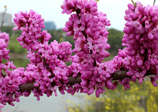 紫荆叶子变黄怎么办 这里有紫荆叶子变黄的解决办法哦