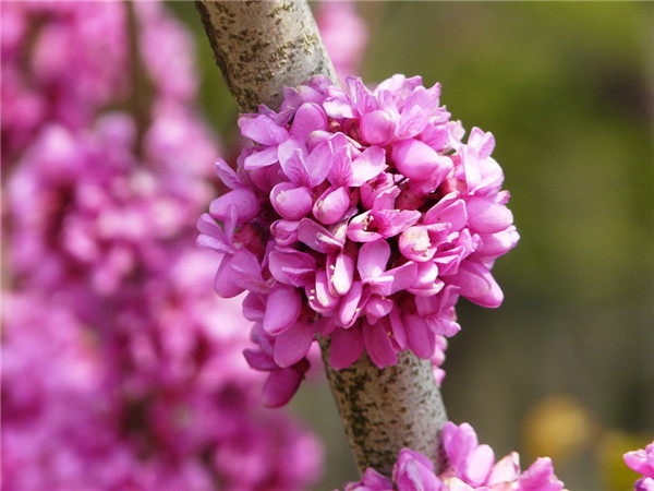 紫荆叶子变黄怎么办 这里有紫荆叶子变黄的解决办法哦