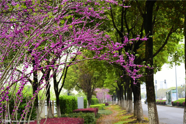 紫荆叶子变黄怎么办 这里有紫荆叶子变黄的解决办法哦