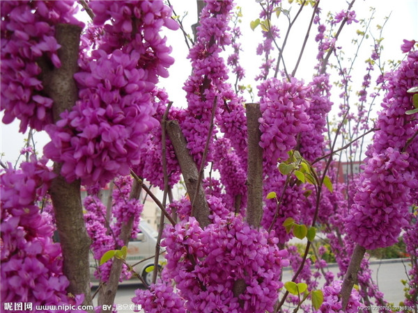 紫荆怎么修剪 学会这些修剪小技巧会让紫荆树造型更好看