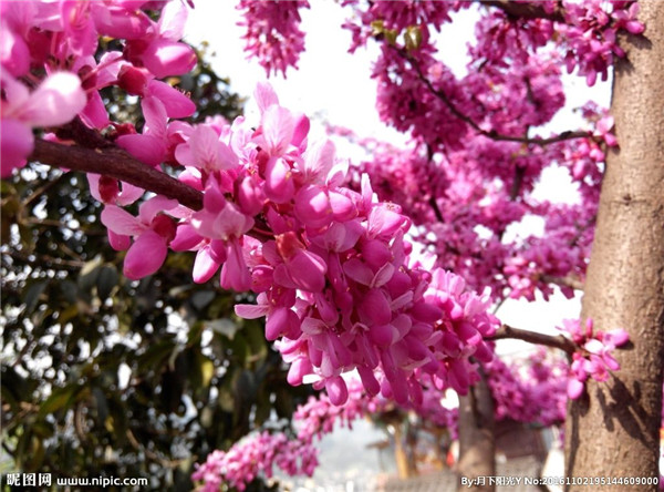 紫荆怎么修剪 学会这些修剪小技巧会让紫荆树造型更好看