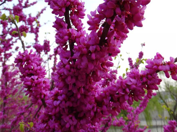 紫荆怎么修剪 学会这些修剪小技巧会让紫荆树造型更好看