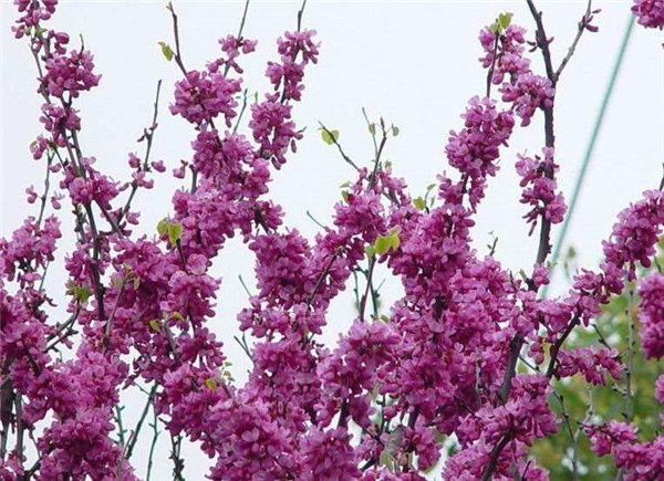 紫荆怎么修剪 学会这些修剪小技巧会让紫荆树造型更好看