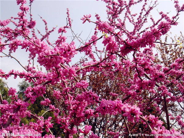 紫荆怎么修剪 学会这些修剪小技巧会让紫荆树造型更好看