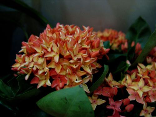 仙丹花的花语和传说是什么 仙丹花的花语其实很美丽