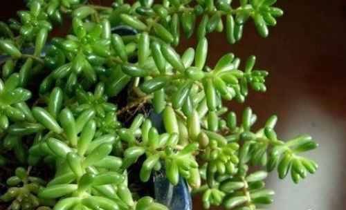 ��֮���Ҷ��ʲôԭ���µ� ��֮���Ҷ�����Ӱ취����