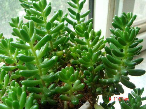 ��֮���Ҷ��ʲôԭ���µ� ��֮���Ҷ�����Ӱ취����