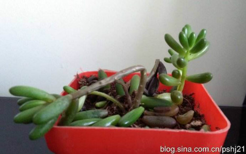 ��֮���Ҷ��ʲôԭ���µ� ��֮���Ҷ�����Ӱ취����