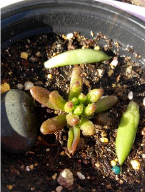 ��֮���Ҷ��ʲôԭ���µ� ��֮���Ҷ�����Ӱ취����