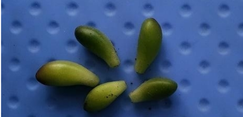 ��֮���Ҷ��ʲôԭ���µ� ��֮���Ҷ�����Ӱ취����