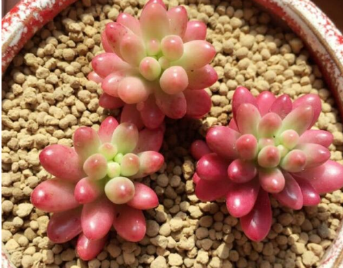 �����֮�����ô�����ۺ�ɫ 3�н�������Ư���ĺ�֮���