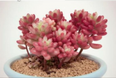 多肉虹之玉锦怎么养出粉红色 3招教你养出漂亮的虹之玉锦