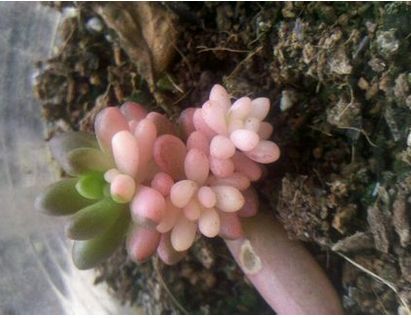 多肉虹之玉锦怎么养出粉红色 3招教你养出漂亮的虹之玉锦