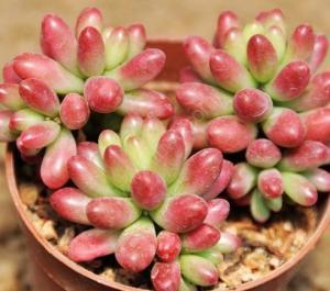 �����֮�����ô�����ۺ�ɫ 3�н�������Ư���ĺ�֮���