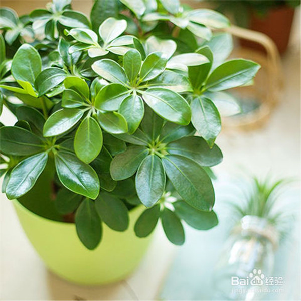 Ѽ��ľ��ô��ֳ ��8������Ѽ��ľ��С�����㲻�ò�֪��