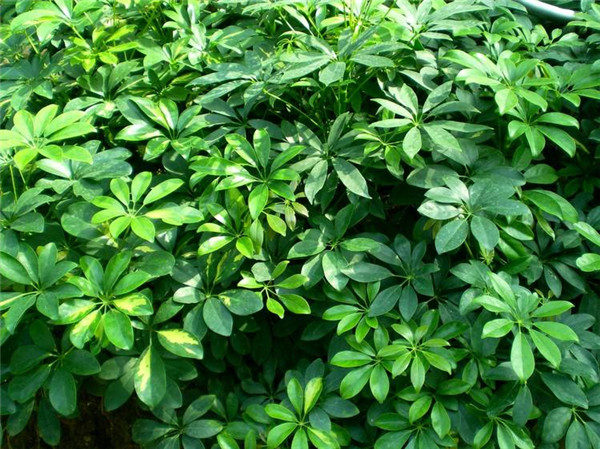 Ѽ��ľ��ô��ֳ ��8������Ѽ��ľ��С�����㲻�ò�֪��