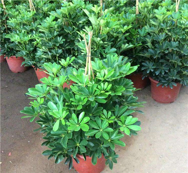 Ѽ��ľ��ô��ֳ ��8������Ѽ��ľ��С�����㲻�ò�֪��