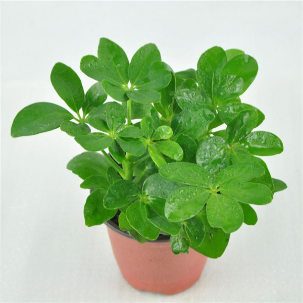 Ѽ��ľ��ô��ֳ ��8������Ѽ��ľ��С�����㲻�ò�֪��