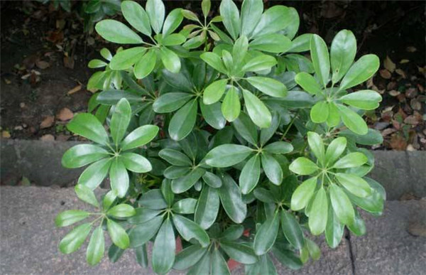 Ѽ��ľ��ô��ֳ ��8������Ѽ��ľ��С�����㲻�ò�֪��