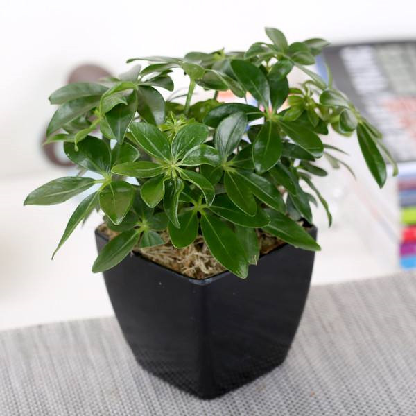 Ѽ��ľ��ôʩ�ʲ���ȷ ����Ѽ��ľ��ʩ�ʷ�����������Ŷ