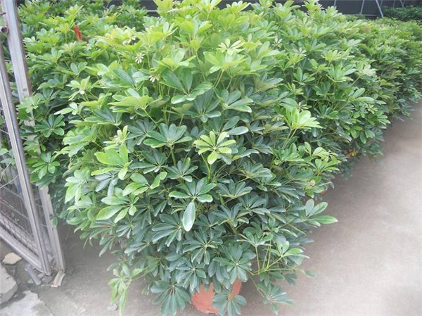 Ѽ��ľ��ôʩ�ʲ���ȷ ����Ѽ��ľ��ʩ�ʷ�����������Ŷ