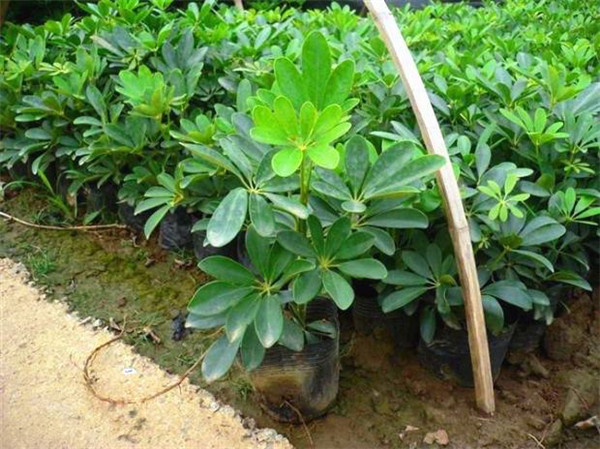 Ѽ��ľ��ôʩ�ʲ���ȷ ����Ѽ��ľ��ʩ�ʷ�����������Ŷ