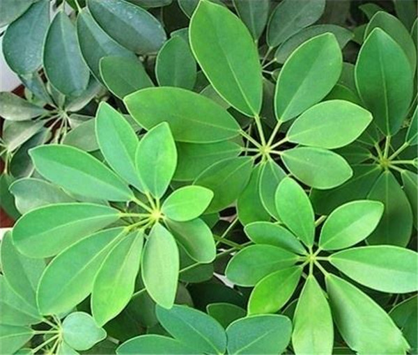 Ѽ��ľ��ôʩ�ʲ���ȷ ����Ѽ��ľ��ʩ�ʷ�����������Ŷ