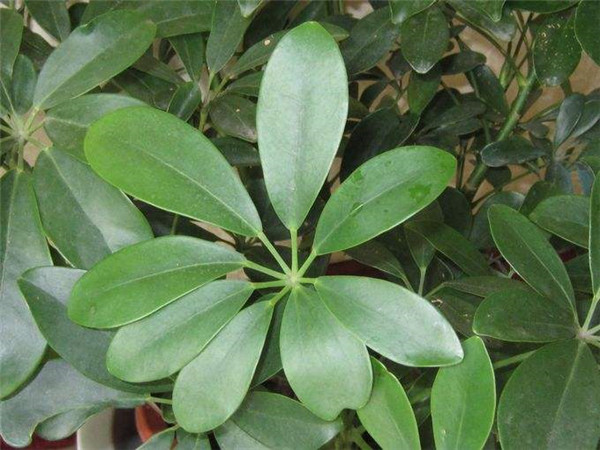 Ѽ��ľ��ô��ˮ �����Ѽ��ľ��ˮ��������ȷ�ķ�ʽŶ