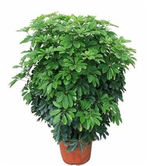 Ѽ��ľ��ô��ˮ �����Ѽ��ľ��ˮ��������ȷ�ķ�ʽŶ